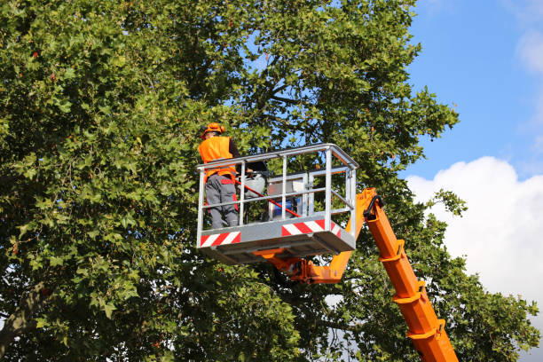 Best Tree Cabling and Bracing  in New Franklin, MO